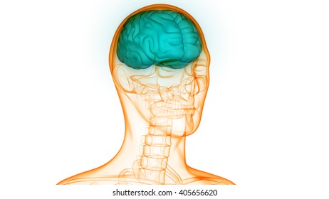 Human Brain Anatomy D Shutterstock