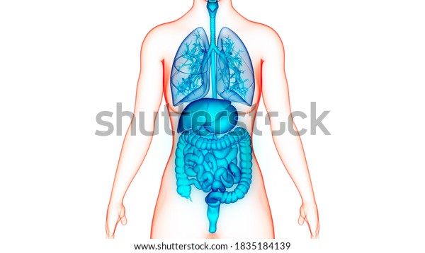 Human Complete Internal Organs Anatomy D Stock Illustration