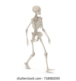 This Skeleton Standing Pose Stock Illustration