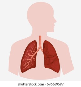 Human Lung Anatomy Diagram Illness Respiratory Stock Illustration