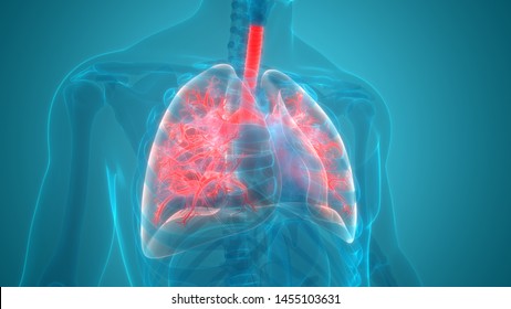 Human Respiratory System Lungs Anatomy D Stock Illustration