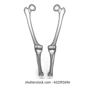 3d Illustration Human Legs Bones Stock Illustration 1150732970