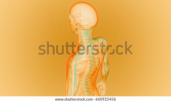 Human Skeleton Nervous System Anatomy 3d Stock Illustration 660925456