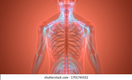 Human Skeleton System Nervous System Anatomy Stock Illustration