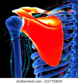 Human Skeleton System Pectoral Shoulder Girdle Stock Illustration