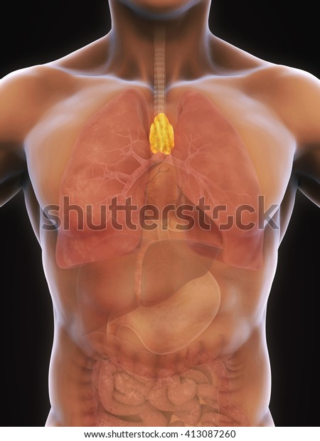 Human Thymus Anatomy Illustration 3D Rendering