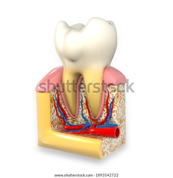 Human Tooth Cross Section 3d Illustration Stock Illustration 1893542722