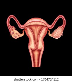 Illustration Female Reproductive System Stock Illustration