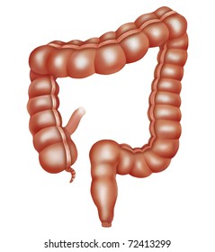 Human Anatomy Large Intestine Stock Illustration Shutterstock