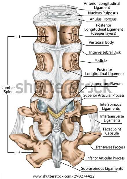 Ligaments Lumbar Spine Structure Ligaments Surrounding Stok İllüstrasyon Shutterstock