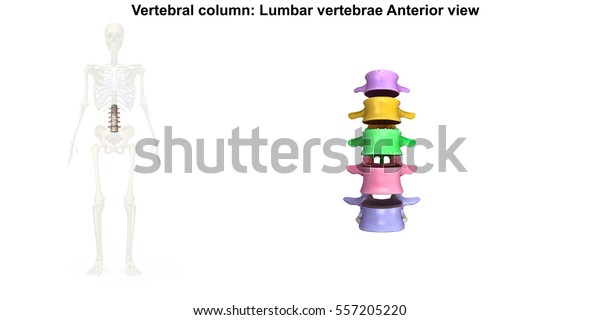 Lumbar Spine Anterior View 3d Illustration ilustrações stock 557205220