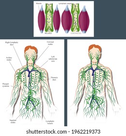 Lymphatic Vessel Images Stock Photos Vectors Shutterstock