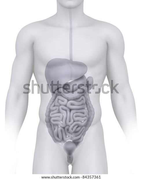 Male Abdominal Organs Anatomy On White Stock Illustration