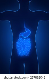 Male Anatomy Concept Digestive System Stock Illustration