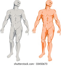 Male Masculine Mans Anatomical Body Human Stock Illustration Shutterstock