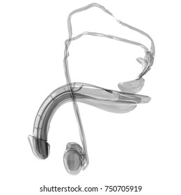 Male Reproductive System Anatomy Lateral View