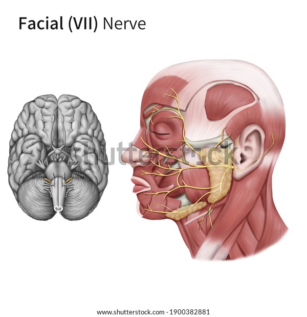 Medical Illustration Explain Cranial Nerve Stock Illustration