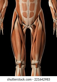 Medical Illustration Male Muscular System Stock Illustration