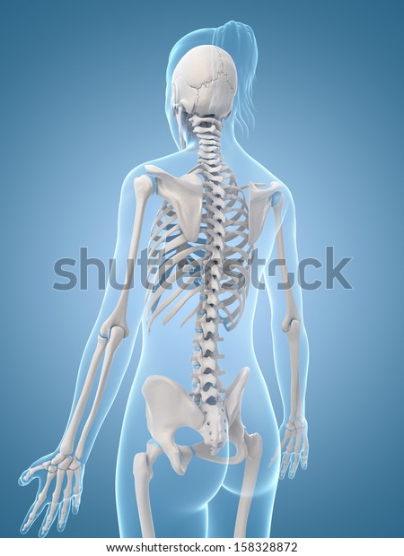 Medical Illustration Skeletal Back Stock Illustration