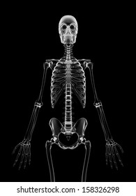 Human Skeleton Xray Shutterstock