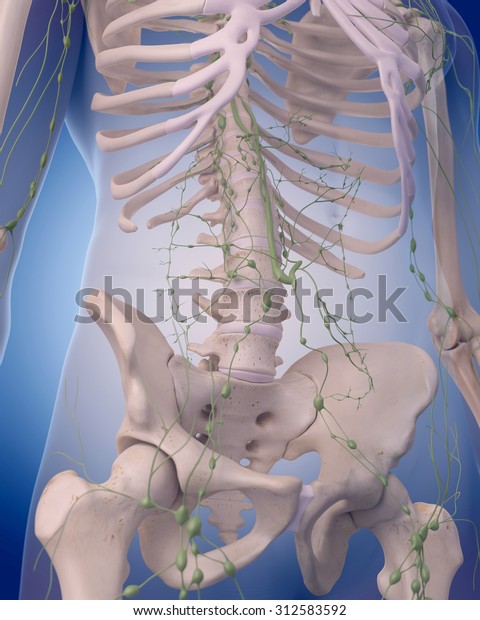 Medically Accurate Illustration Lymphatic System Abdomen Stock