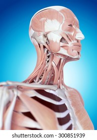 Medically Accurate Illustration Neck Muscles Stock Illustration