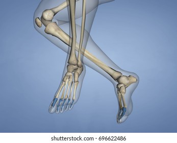 Radius Human Skeleton D Model Stock Illustration Shutterstock