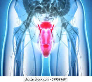 Ilustrasi Stok Reproductive System Male D Illustration Medical Shutterstock