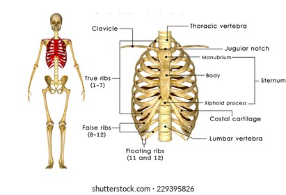 Rib Cage Anatomy Labeled Vector Illustration 库存矢量图免版税 Shutterstock