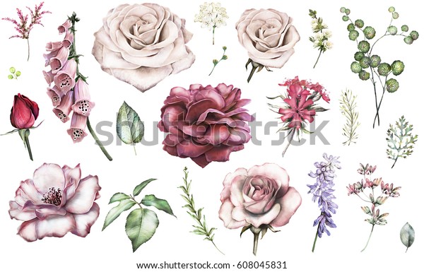 Set Elements Rose Peonies Collection Garden Stock Illustration