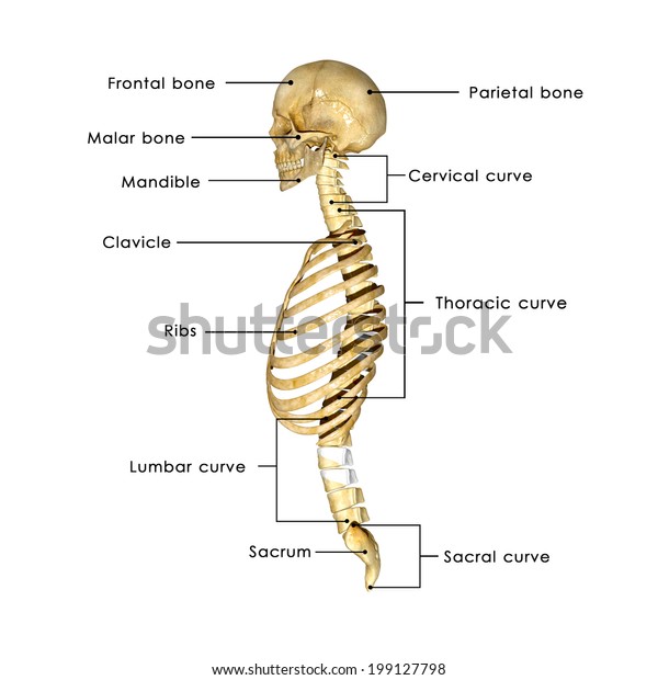 Skull Rib Cage Labelled Stock Illustration