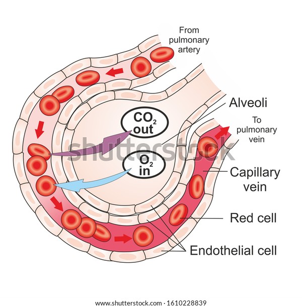 Structure Alveolus Human Lungs Oxygen Carbonのイラスト素材 1610228839