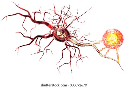 Neuroglial Cells Images Stock Photos Vectors Shutterstock