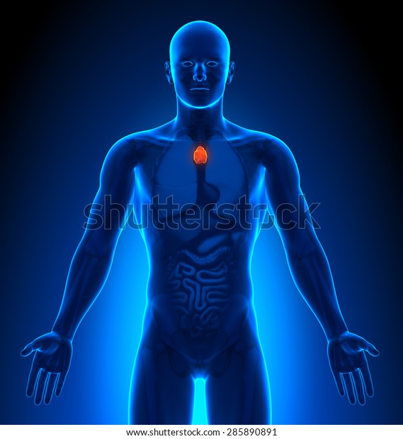 Thymus Male Organs Human Anatomy Stock Illustration