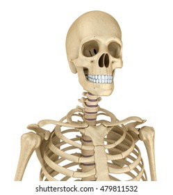 Torso Human Skeleton Isolated Medically Accurate Illustrazione Stock