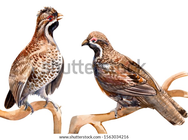 Two Partridges On White Background Watercolor 库存插图 1563034216