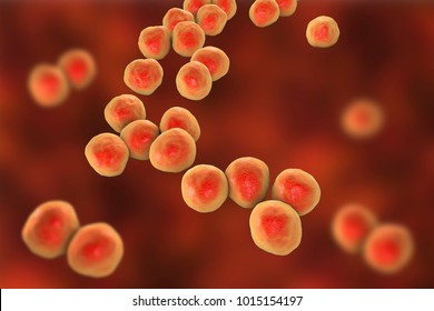 Peptostreptococcus Im Genes Fotos De Stock Y Vectores Shutterstock