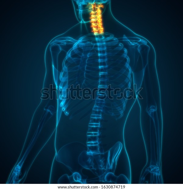 Vertebral Column Cervical Vertebrae Human Skeleton Stock Illustration