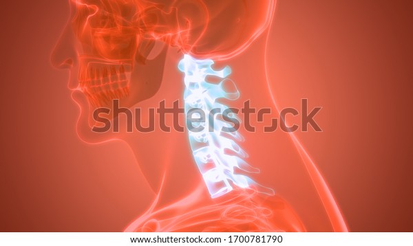 Vertebral Column Cervical Vertebrae Human Skeleton Stock Illustration