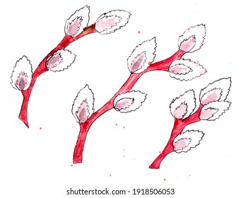 Watercolor Graphic Drawing Blooming Pussy Willow Stock Illustration