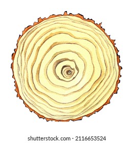 Tree Rings Watercolor Images Stock Photos Vectors Shutterstock