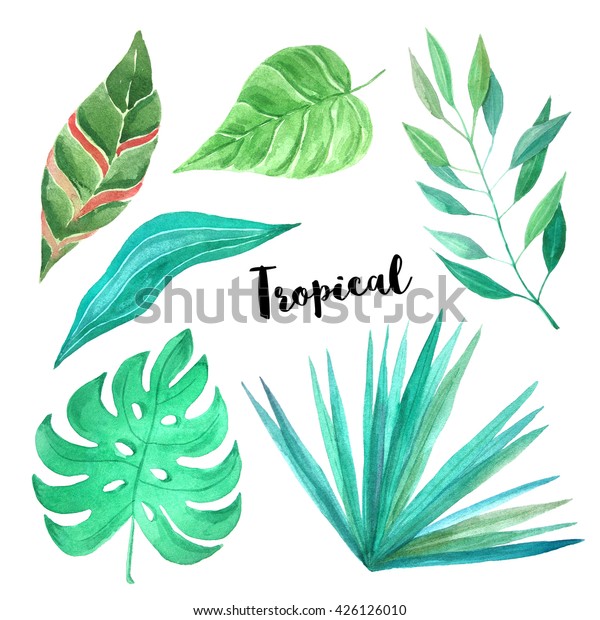 Watercolor Hand Painted Tropical Leaves Plants Stock Illustration