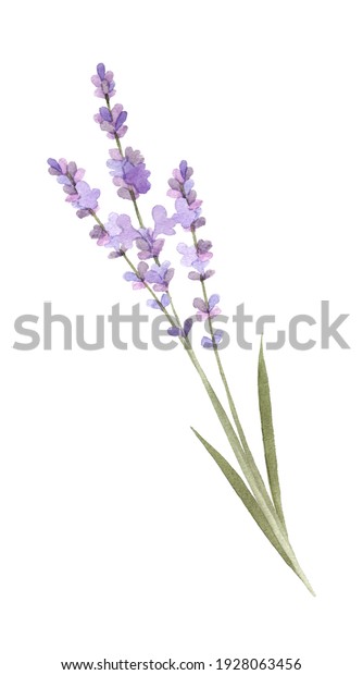 Watercolor Painting Lavender Flowers Stock Illustration