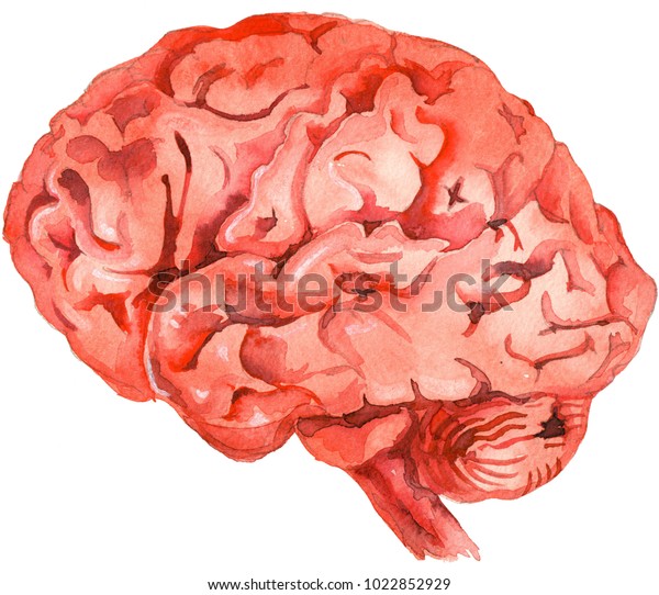 Watercolor Picture Brain Anatomy Stock Illustration