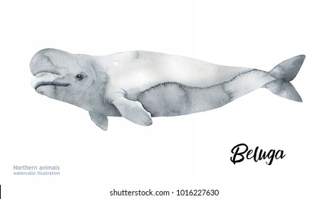 Watercolor Whale Hand Painted Illustration Isolated Stock Illustration