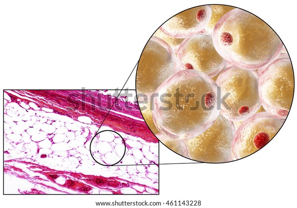 White Adipose Tissue Fat Cells Light Stock Illustration 461143228