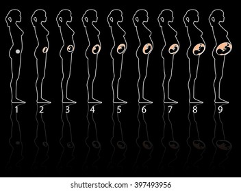 Women Pregnancy Stages Fetus Development Vector Stock Illustration