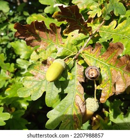 Acorn Nuts Green Leaves Oak Tree Stock Photo 2207988857 Shutterstock