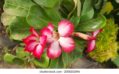 Adenium Obesumthe Dessert Rose Striking Plant Stock Photo