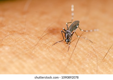 Mosquitoaedes Sucking Blood Human Body Macro Stock Photo Edit Now